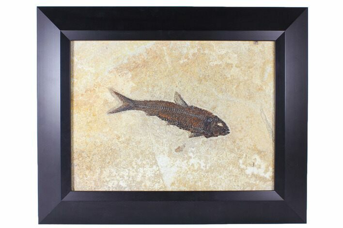 Framed Fossil Fish (Knightia) - Wyoming #122641